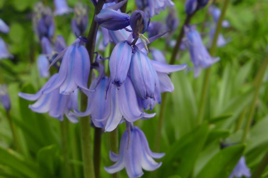 Bluebell