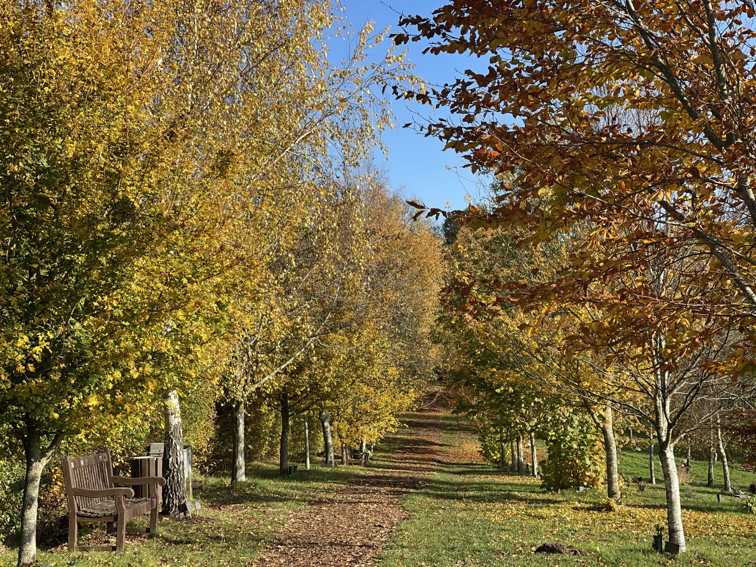 A path goes through a woodland avenue. The trees are in autumn colours of yellows and oranges. There is a bench on the left of the path. Golden leaves litter the ground beneath the trees.