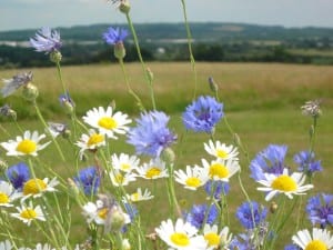Sophie's Cornflowers