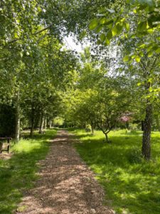 A bark path goes between an avenue of trees covered in green leaves. To the left of the path there is a bench. There is dappled sunlight on the ground.