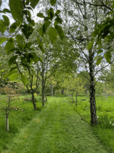 Rewilding at Herongate Wood Cemetery