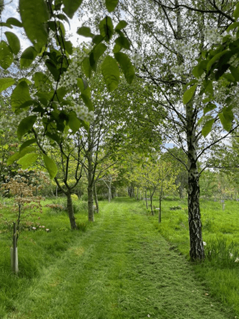 Rewilding at Herongate Wood Cemetery